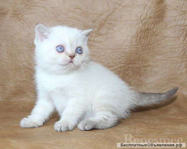 Шикарные Британские кошечки