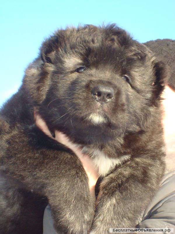 Высокопородные щенки кавказской овчарки