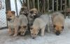 Отдам щенков в хорошие руки