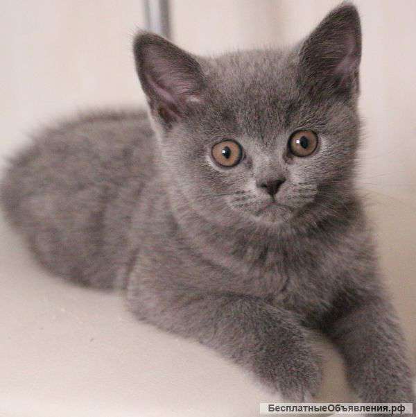 Очаровательная шотландская кошечка