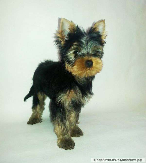 Щенки йоркширского терьера