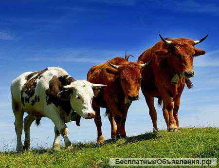 Закупаем КРС живым весом дорого