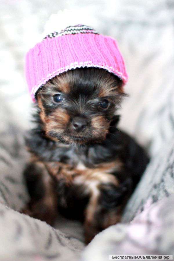 Щенок йорка