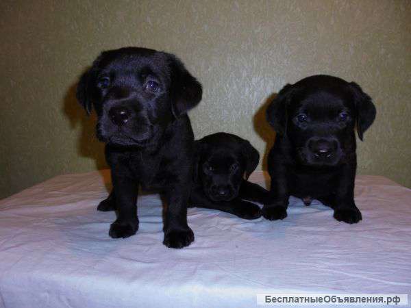 Элитные щенки