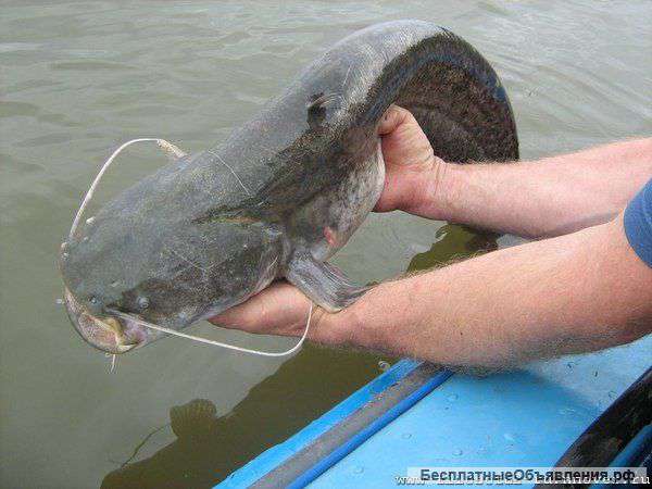 Рыбалка на реке Дон в Арпачине