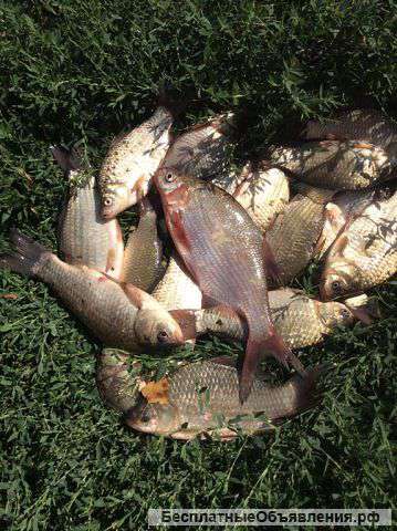 Рыбалка на Дону