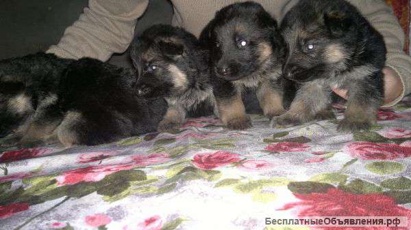 Щенков немецкой овчарки
