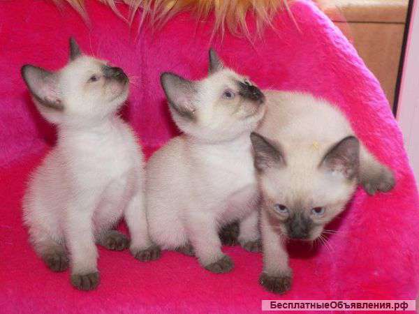 Мекошки-Счастье на ладошке