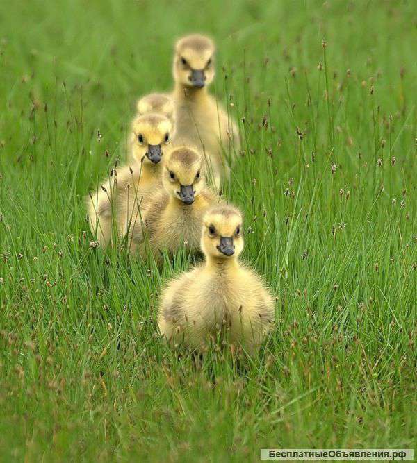 Гусята деревенские
