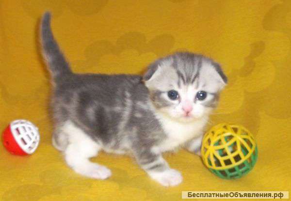 Шотландские котята