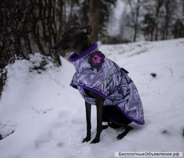 Попоны для собак