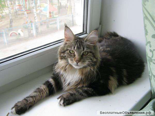 Котята Мейн-кун с документами