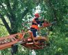 Валка деревьев, озеленение газонов