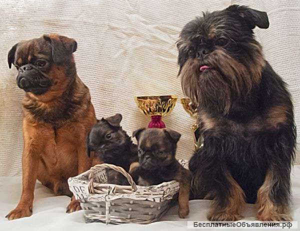 Веселые щенки гриффона и пти-брабансона ждут Вас Кобели для вязки