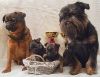 Веселые щенки гриффона и пти-брабансона ждут Вас Кобели для вязки
