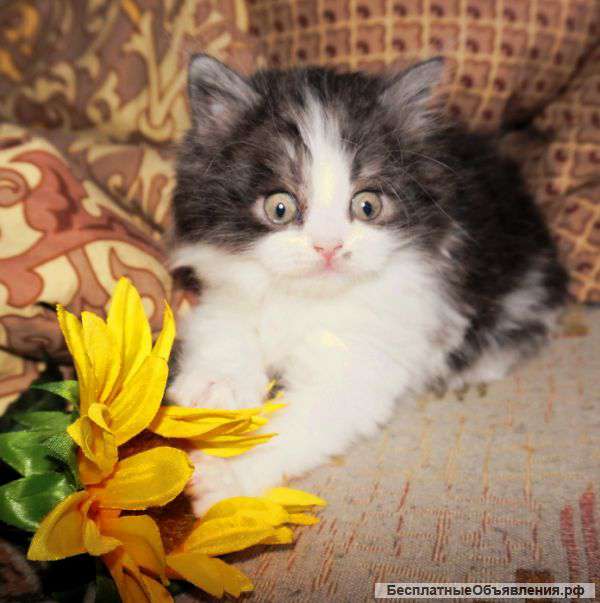 Шотландцы от чемпионов