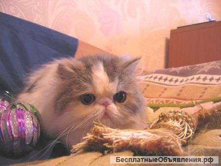 Ждет хозяина