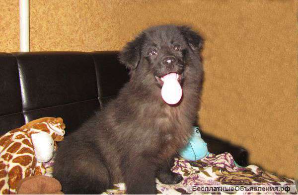 Замечательные щенки в дар замечательным людям