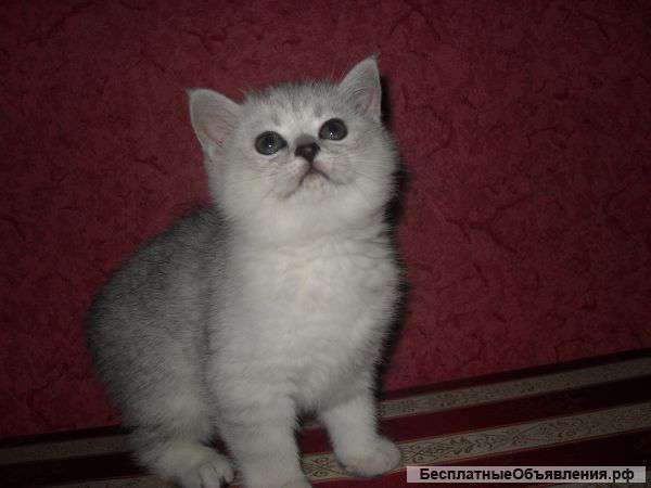 Британские серебристые шиншиллы