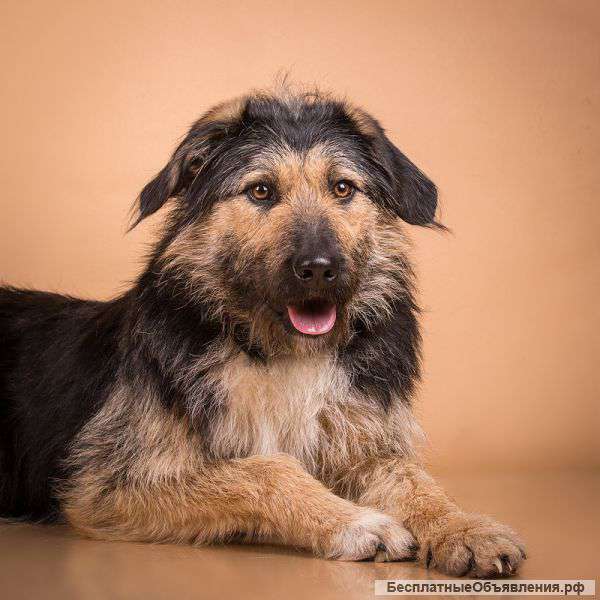 Шикарный дружелюбный Артоша, в добрые руки