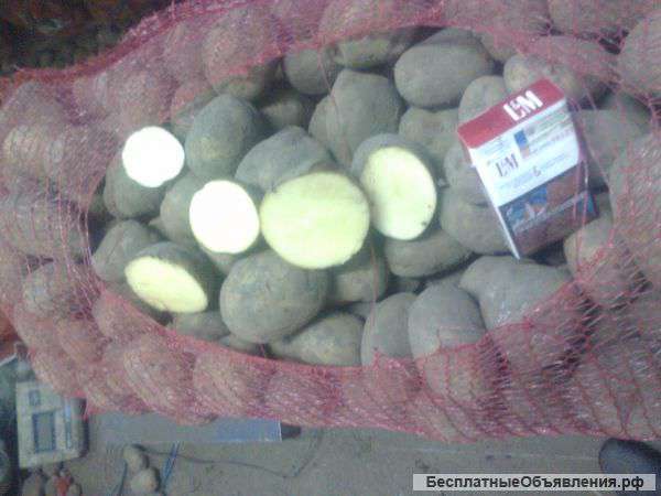 Картофель оптом от 20т. Ред Скарлет, Удача и др.