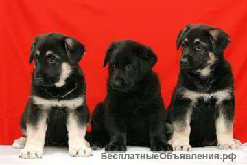 Восточноевропейская овчарка. Лучшие щенки для Вас