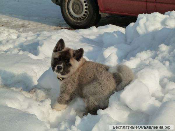 Акита американская