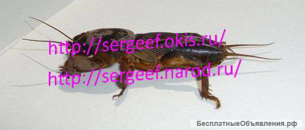 Средство от туберкулёза