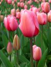 Тюльпаны гиацинт к 8 марта