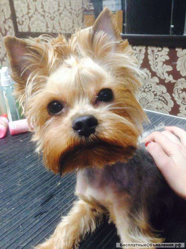 Стрижка собак и кошек