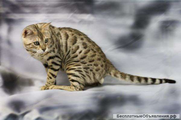 Котята бенгальские и шотландские