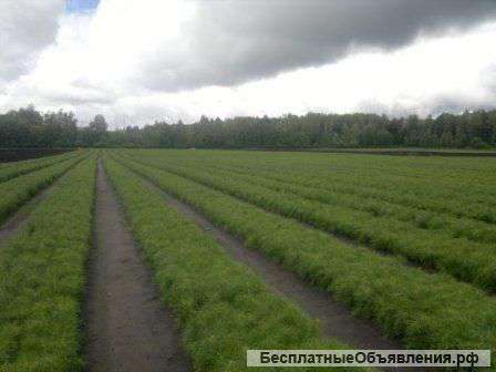 Сеянцы сосны и ели