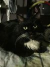 Котик Тяпа в добрые руки