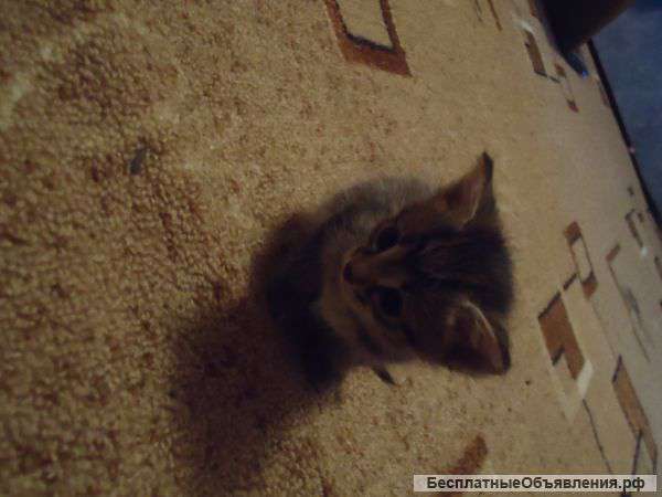 Котята-мальчики