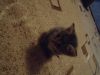 Котята-мальчики
