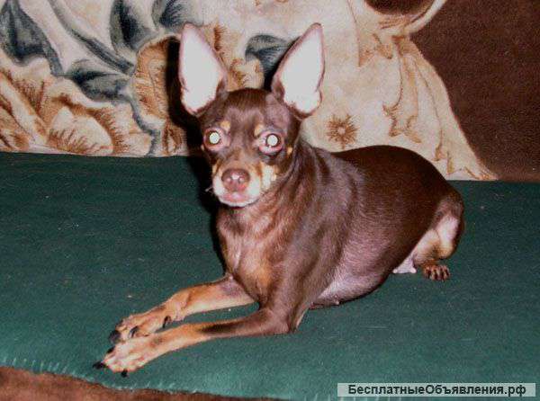 Передержка собак. Домашние условия.