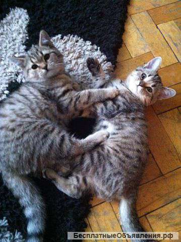 Чистокровных котят