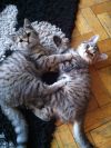Чистокровных котят