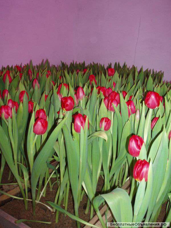 Тюльпаны оптом к 8 марта