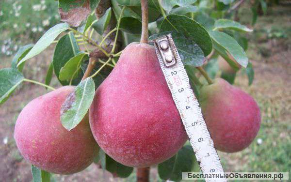 Саженцы плодовые, декоративные кустарники, кусты роз, смородины, малины