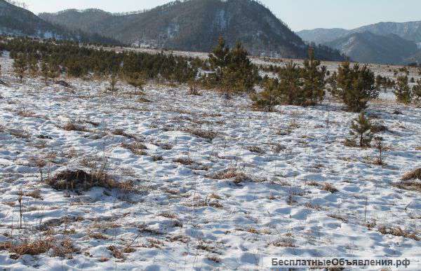 Участок под ИЖС в Чемальском районе с. Элекмонар.