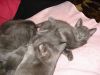 Котята породы "Русская голубая" девочка и мальчик