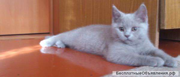 Шикарный Британский Кот