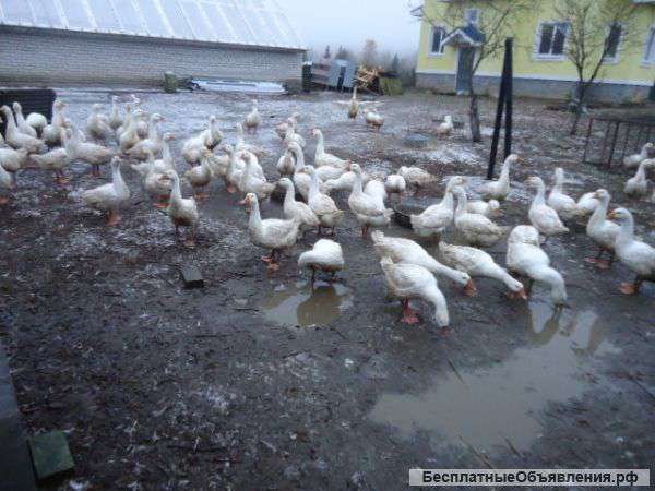 Цыплята корниш