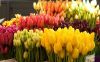 Тюльпаны из голландских луковиц к 8 марта Потрясающее качество Низкие цены
