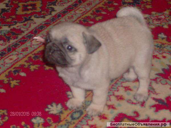 Девочка мопса