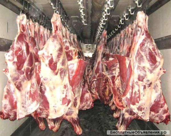 Говядина оптом из Республики Беларусь. РБ