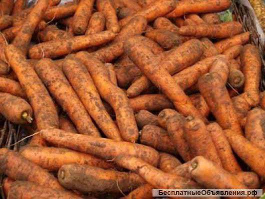 Морковь урожая 2014 оптом напрямую от производителя