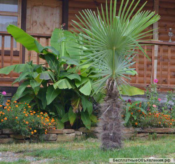 Отдых в Абхазии, Лидзава