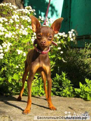 Роскошный шоколадный кобель для вязки док РКФ